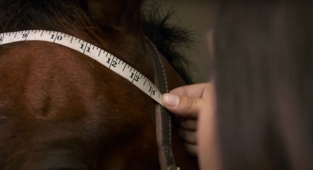 HOW TO MEASURE FOR A BRIDLE