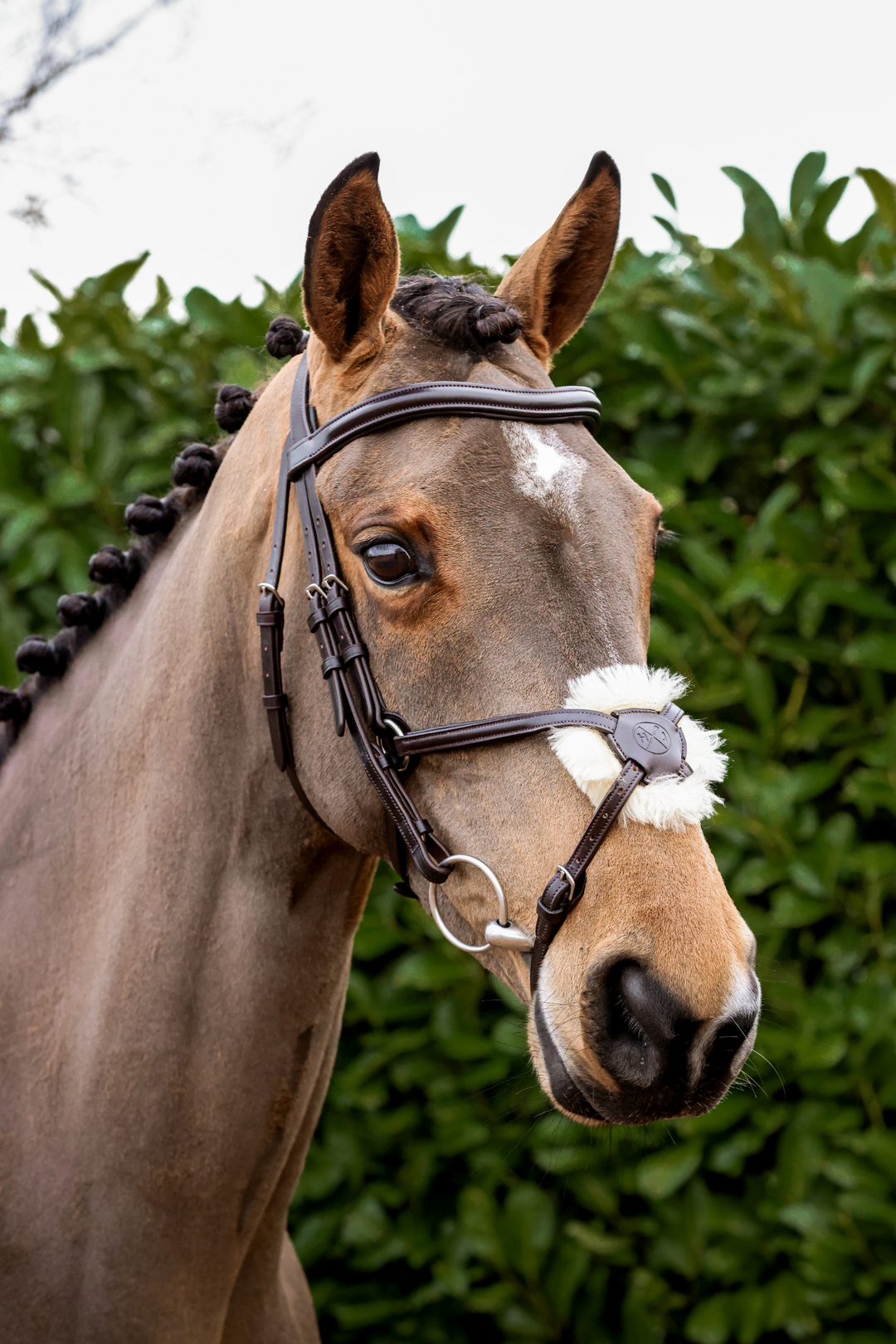 horse bridle grackle noseband brown