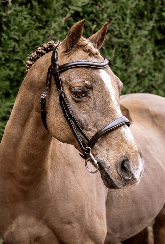 pony snaffle bridle brown, cavesson bridle brown