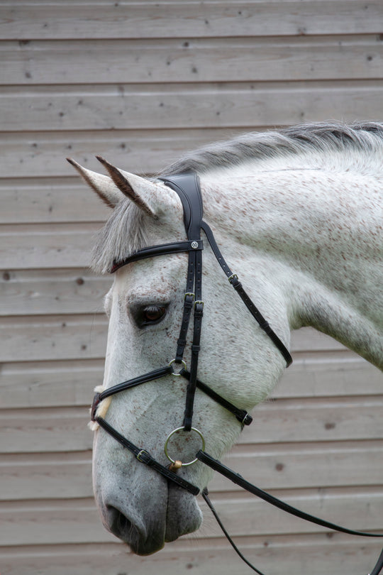 horse bridle grackle noseband black