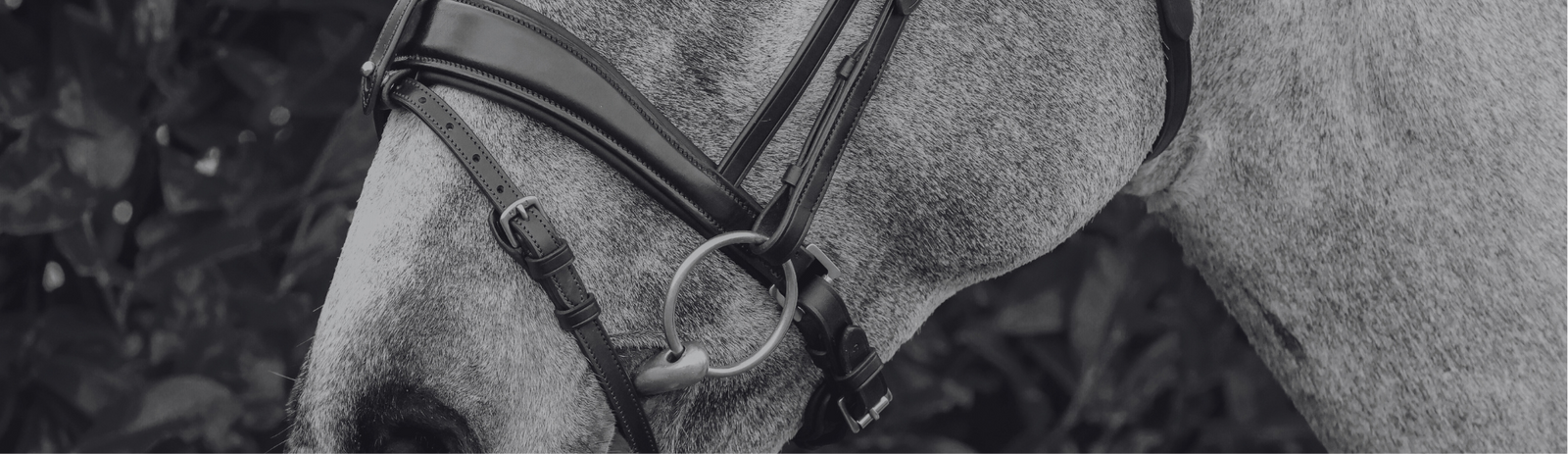 What Is A Crank Noseband?