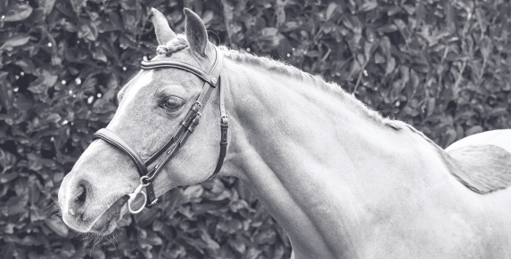 Pony Bridles