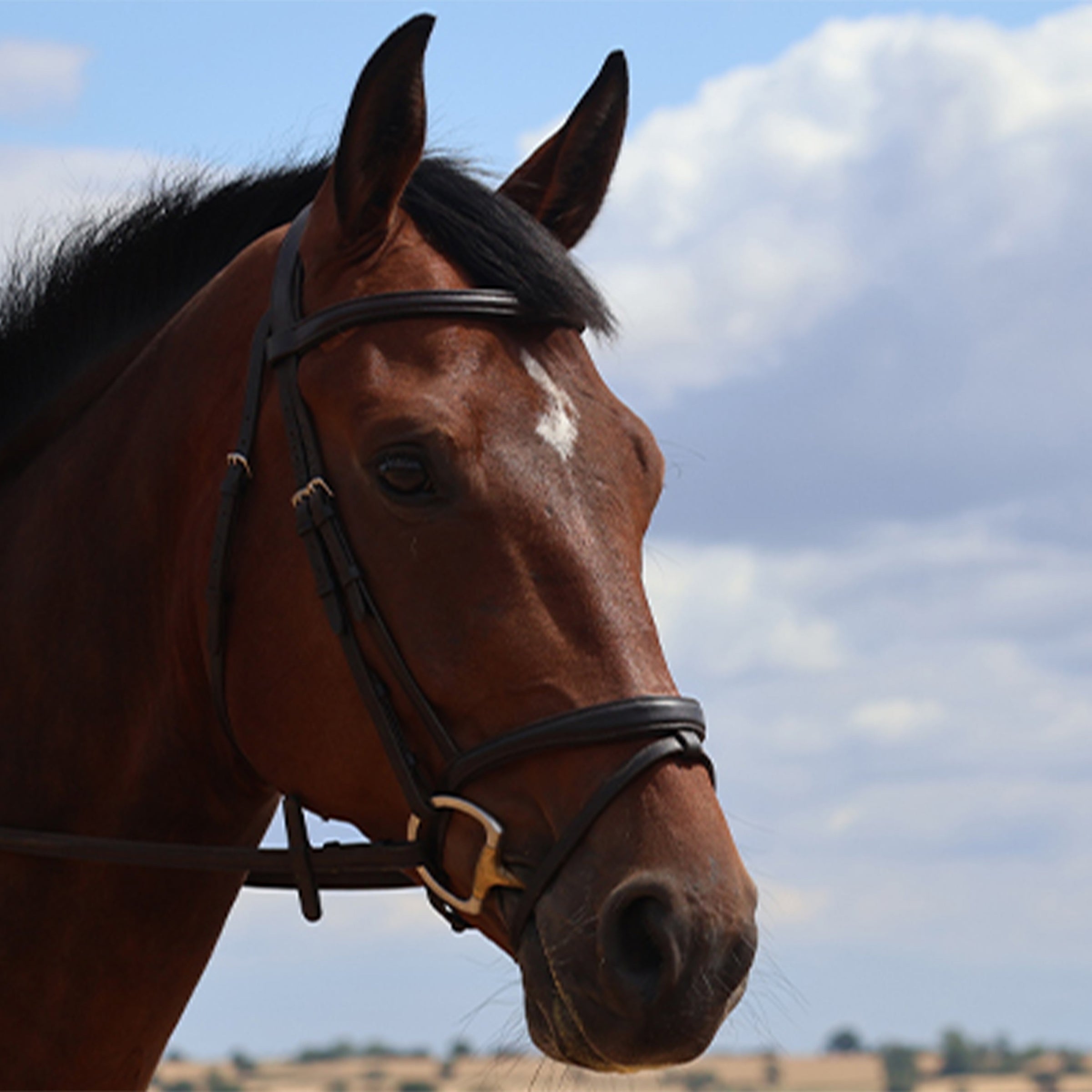 Snaffle Bridles