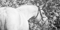 Build your own bridle