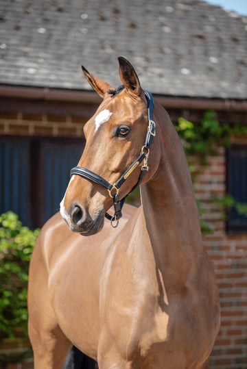 Comfort 3D Air Headcollar with Engraving