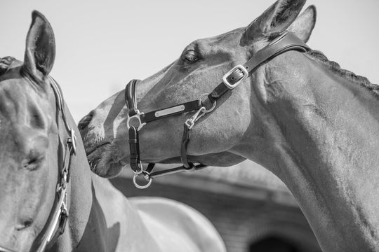 Comfort 3D Air Headcollar with Engraving