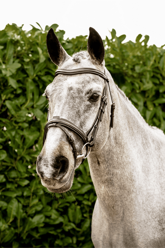 Comfort Flash Bridle