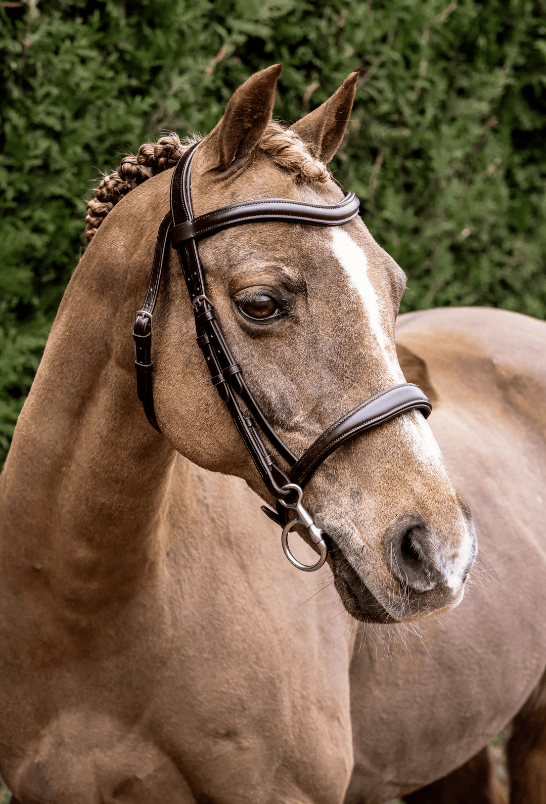 Cavesson bridle