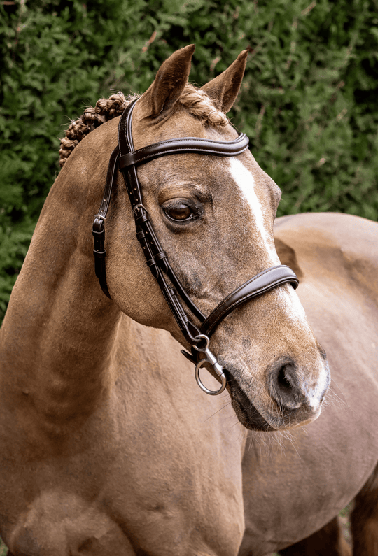 Cavesson bridle