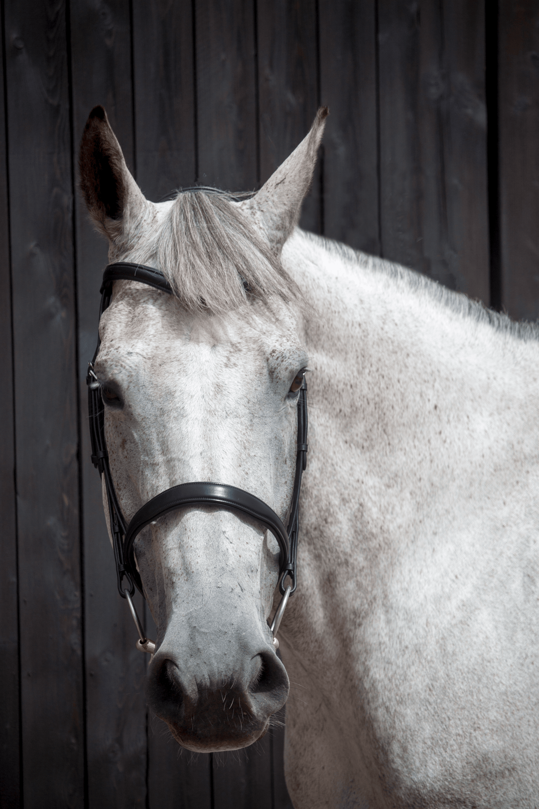 Cavesson bridle