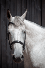 Cavesson bridle