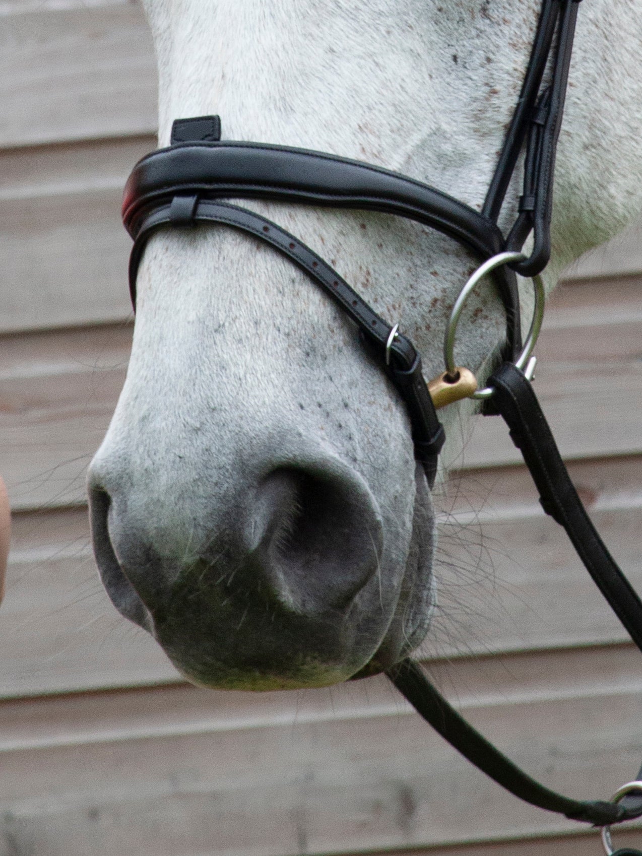 David Dyer Saddles - Le Mieux Kudos Work Bridle David Dyer Saddles - Le Mieux Kudos Work Bridle