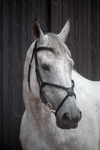 Grackle Bridle
