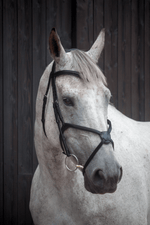 Grackle Bridle