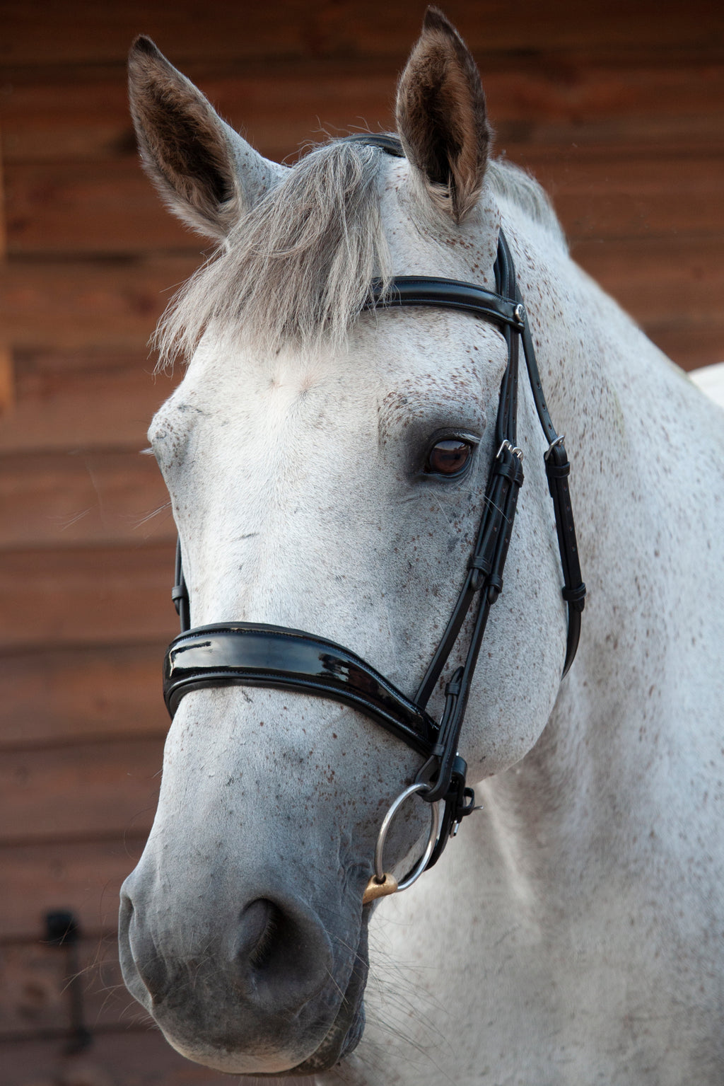 Patent Dressage Bridle